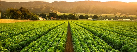 plants in rows in a field